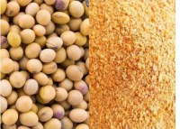 Soybeans GMO/NON GMO