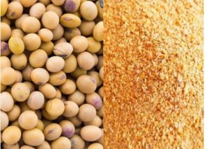 Soybeans GMO/NON GMO