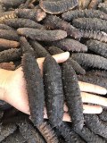 Sale of white and black sea cucumbers