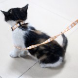 Custom made polyester cat collar and leash