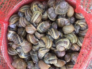 GREEK SNAILS