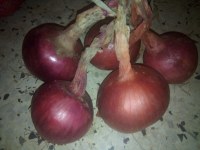 Onions offer
