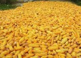 Maïs jaune a vendre