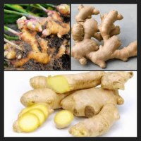 Ginger for sale