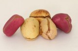 Kola nuts