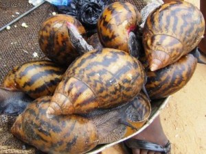 Processed Land Snails/Dried Land Snails for Wholesale