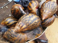 Processed Land Snails/Dried Land Snails for Wholesale