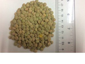 Green Lentils Laird Large type