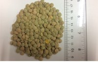 Green Lentils Laird Large type