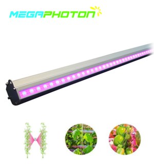 IP66 waterproof 150w Interlighting LED Grow Light for Greenhouse or Hydroponics horticu...