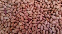 Dry Pinto Beans or Light Speckled Kidney Beans(Long Shape) Size 220-240 pcs