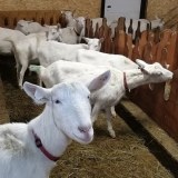 Goats For Sale/ live Boer Goat /Live Dairy Milking Saanen Goat