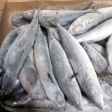 New Arrive Fresh Frozen Pacific Mackerel Fish