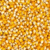 Sale of yellow corn