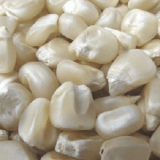 Offre de Vente – Maïs Blanc de Qualité