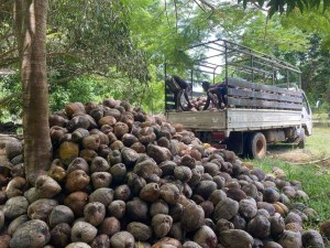 Producteur de Noix de coco