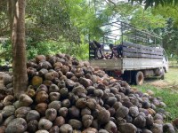 Producteur de Noix de coco