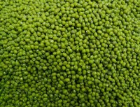 Green Mung Bean (Prime quality dried)