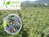 Sell Fruit trees, landscape plants, flower plants: litchi trees, myrica rubra trees, bl...