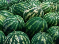 Selling watermelon and cantaloupe wholesale