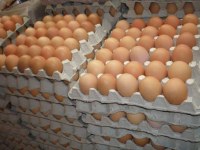 Selling brown and white eggs