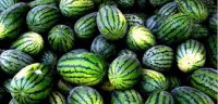 Watermelon for export