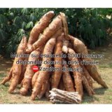 More than 30000 tons of sweet and bitter cassava for sale from Cote d'ivoire