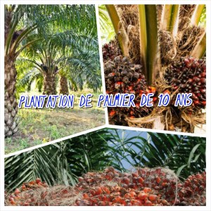 Palm plantation for sale in Grand-lahou in Ivory Coast