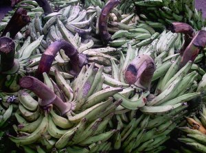 I winds of the plantain