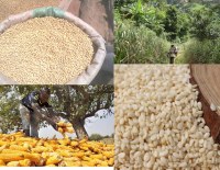 Agricultural products - white sesame, soybean, corn