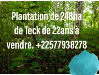 Sale of 248 ha Teak plantations in Ivory Coast