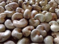 New Season Of Raw Cashew Nut For Sale