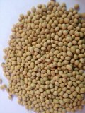 Non-GMO Soybeans Suppliers
