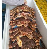 Live Red King Crab