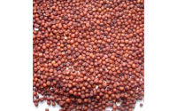 High Quality Natural Red Sorghum For Sale