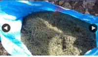 Sale of organic rosemary from Morocco