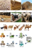 Ruminant Animal Feed Production Business Plan