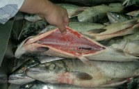 Frozen Chum Salmon from Nowagian supplier
