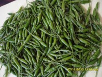 Green pepper of madagascar (capsicum)