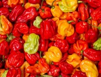 Chili pepper sale