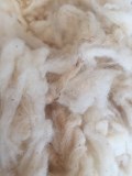 Raw Sheep Wool