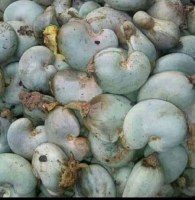 Stock of Cashew and Soybean Bio
