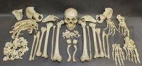 Real human skulls, human skeletons, and individual human bones, for sale.