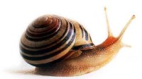Alive snail (Helix aspersa Maxima)