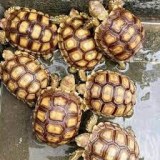 Sulcata tortoises For sale