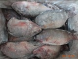 Supply tilapia,catfish(jessielu2007@gmail.com)