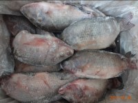Supply tilapia,catfish(jessielu2007@gmail.com)