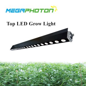 Megaphoton 200w 4ft Top LED grow light for greenhouse horticultural lighting projects