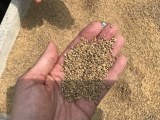 Olive pomace in bulk or 50kg bag