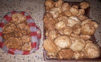 White truffles from southern Tunisia with Bio certificate